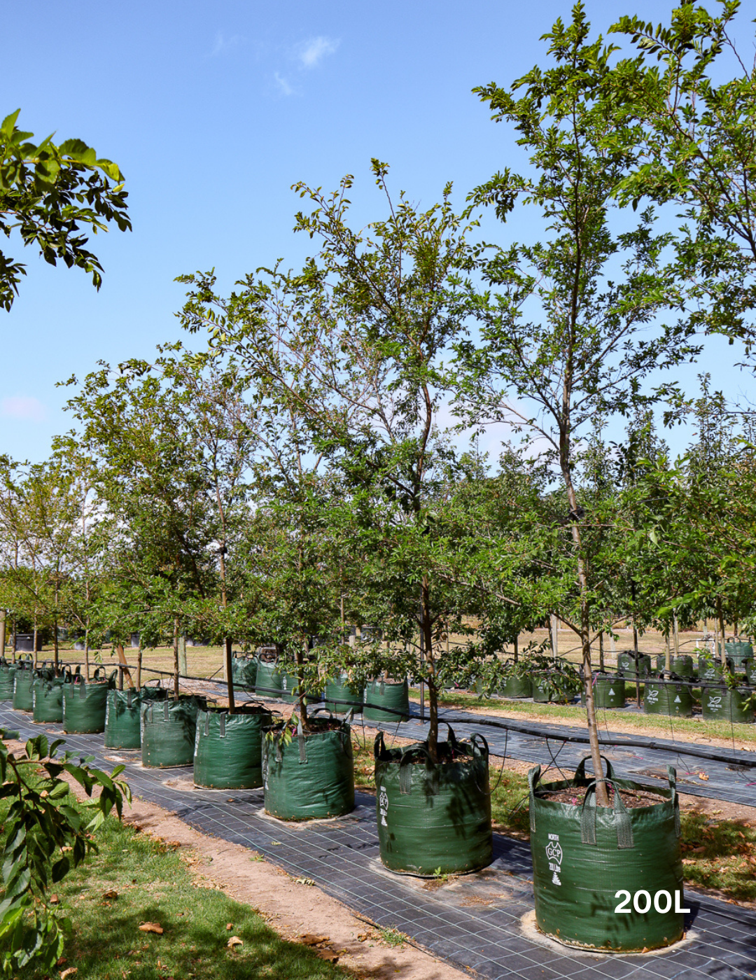 Ulmus parvifolia 'Todd' - Chinese Elm - Evergreen Trees Direct