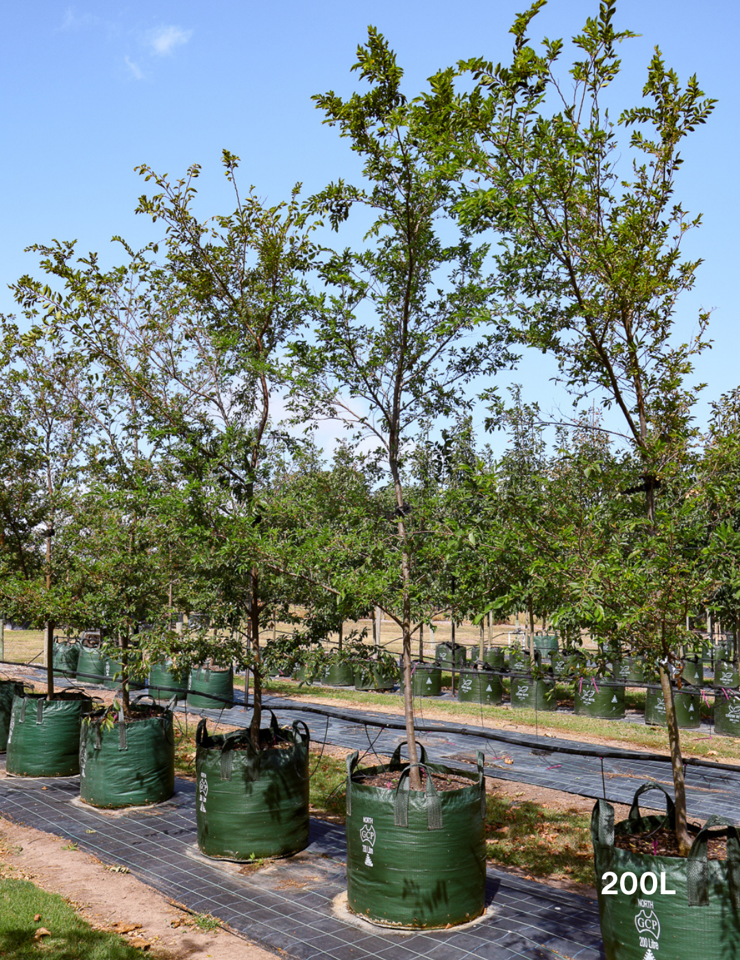 Ulmus parvifolia 'Todd' - Chinese Elm - Evergreen Trees Direct