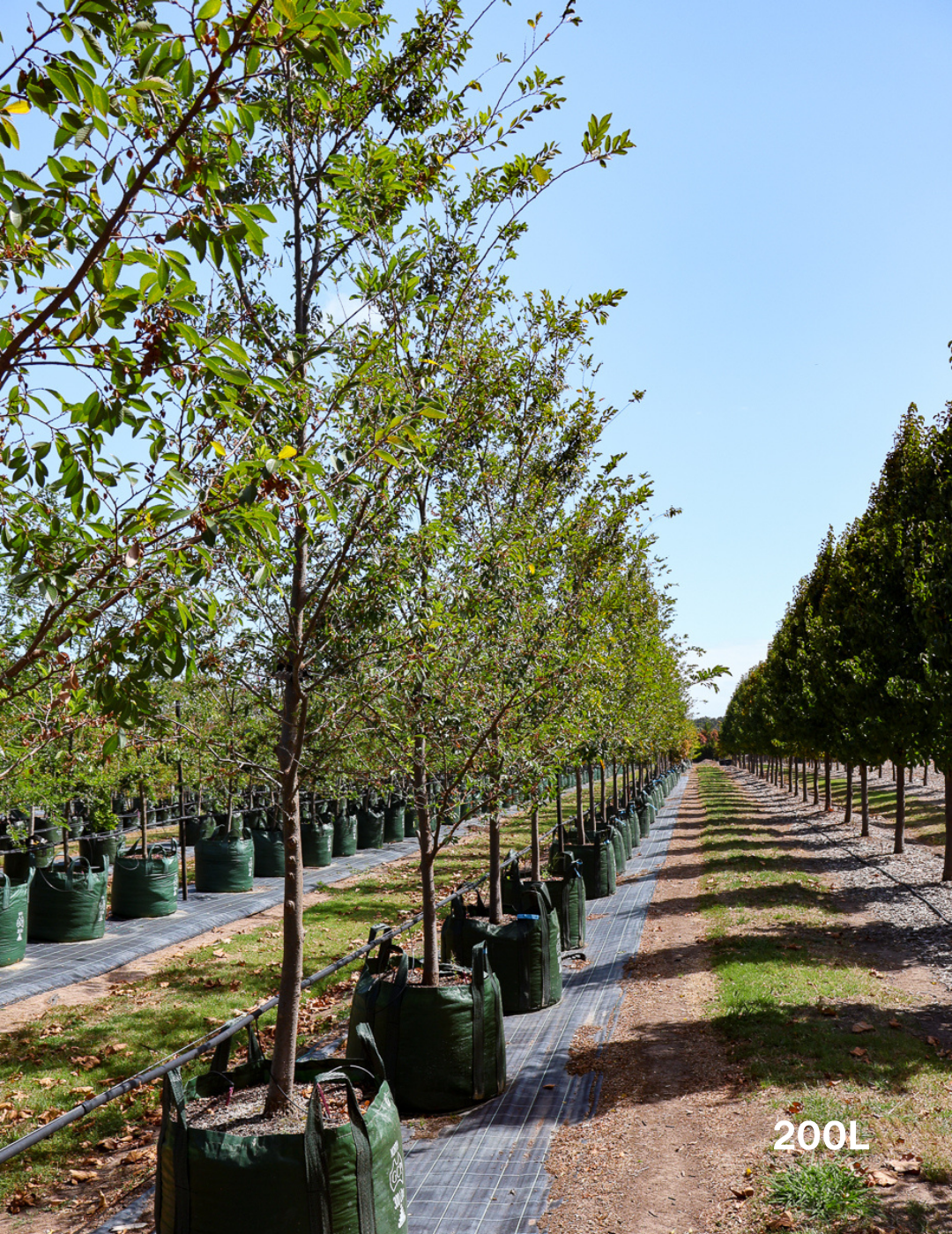 Ulmus parvifolia 'Todd' - Chinese Elm - Evergreen Trees Direct