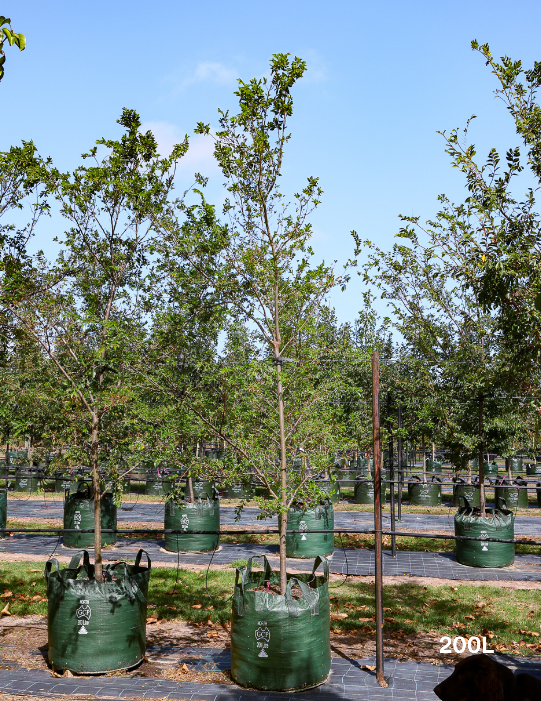 Ulmus parvifolia 'Todd' - Chinese Elm - Evergreen Trees Direct