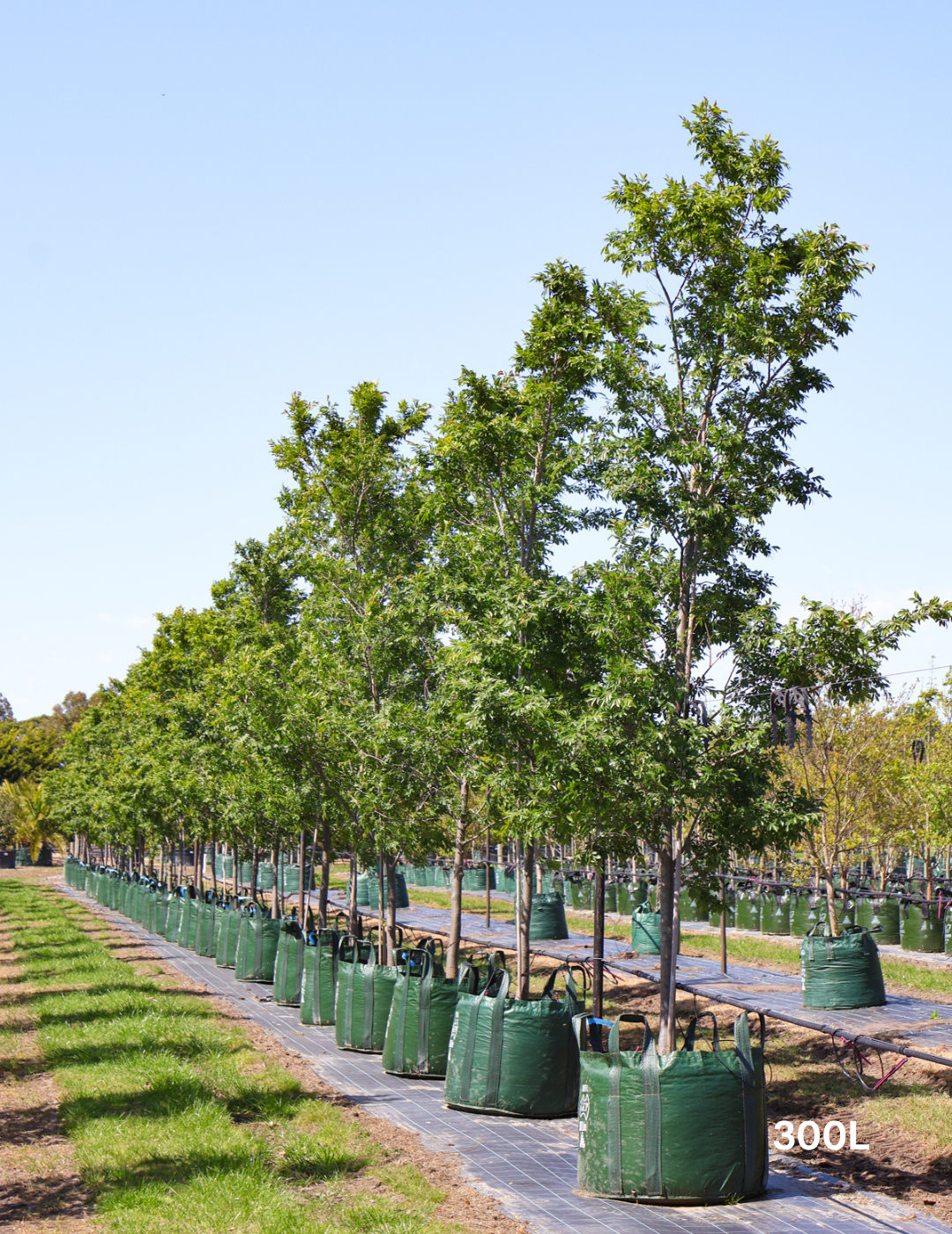 Ulmus parvifolia 'Todd' - Chinese Elm - Evergreen Trees Direct