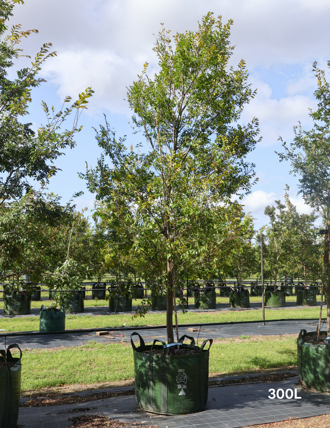 Ulmus parvifolia 'Todd' - Chinese Elm - Evergreen Trees Direct
