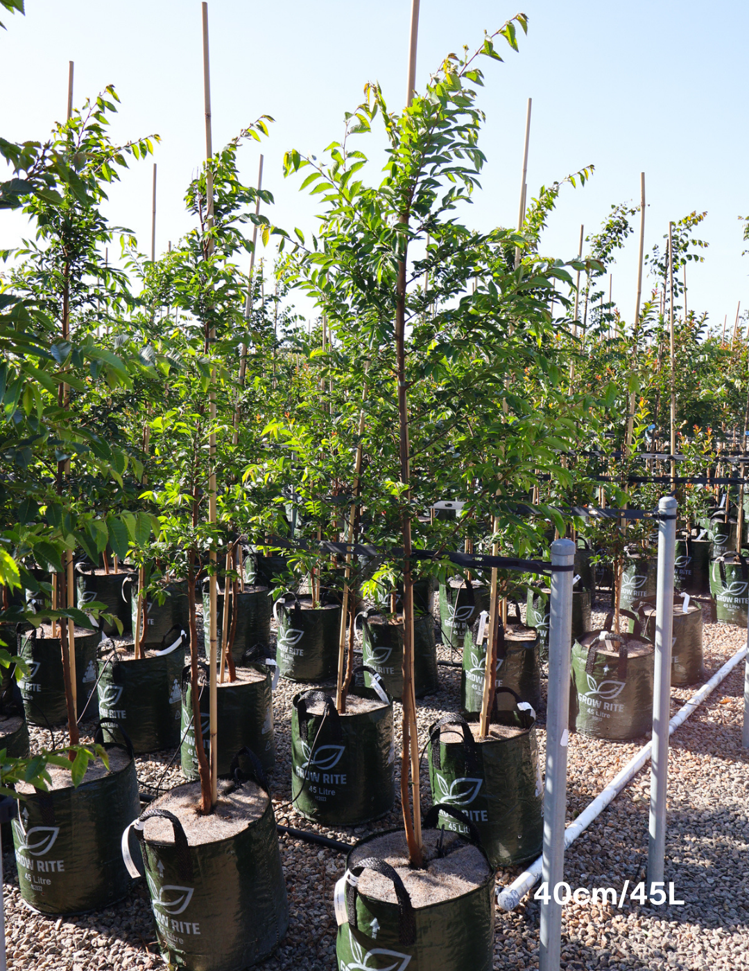 Ulmus parvifolia 'Todd' - Chinese Elm - Evergreen Trees Direct