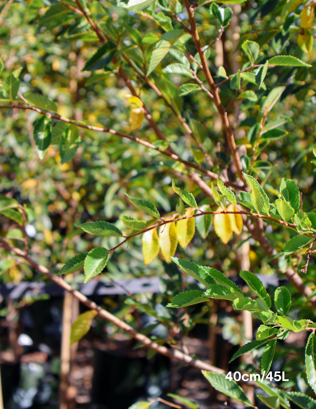 Ulmus parvifolia 'Todd' - Chinese Elm - Evergreen Trees Direct