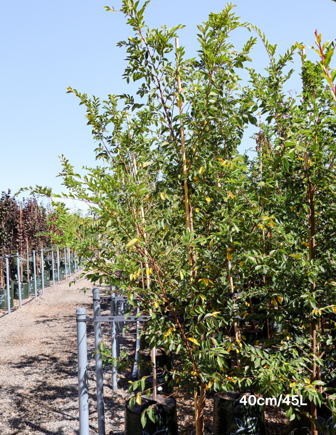 Ulmus parvifolia 'Todd' - Chinese Elm - Evergreen Trees Direct
