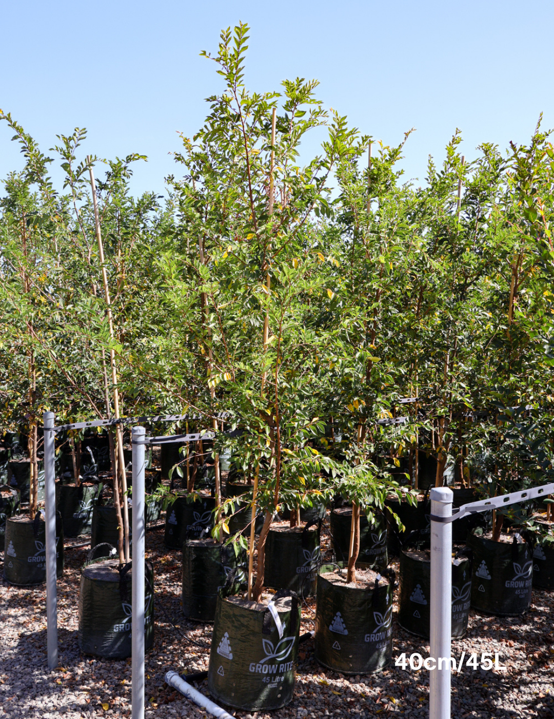 Ulmus parvifolia 'Todd' - Chinese Elm - Evergreen Trees Direct