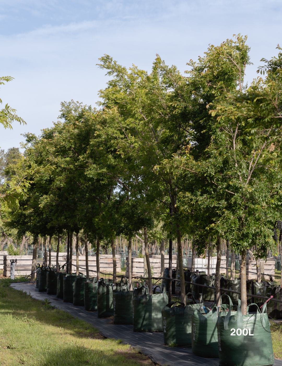 Ulmus parvifolia ‘Reflection’ – Reflecting Elm