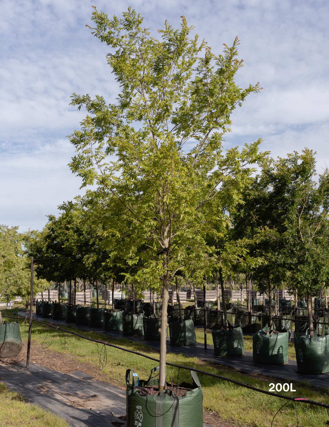 Ulmus parvifolia ‘Reflection’ – Reflecting Elm - Evergreen Trees Direct