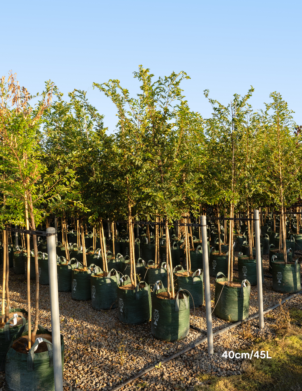 Ulmus parvifolia (Chinese Elm) - Evergreen Trees Direct