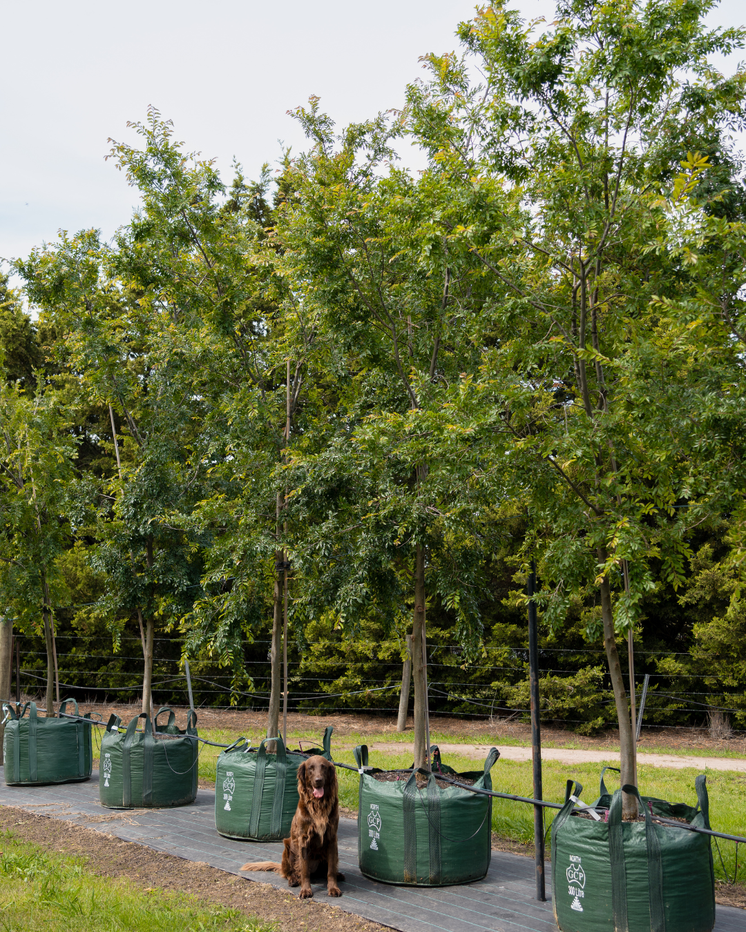 Evergreen Trees Direct