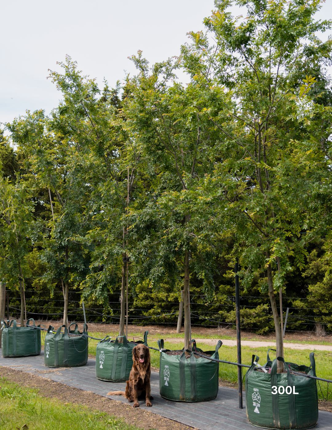 Ulmus parvifolia ‘Reflection’ – Reflecting Elm