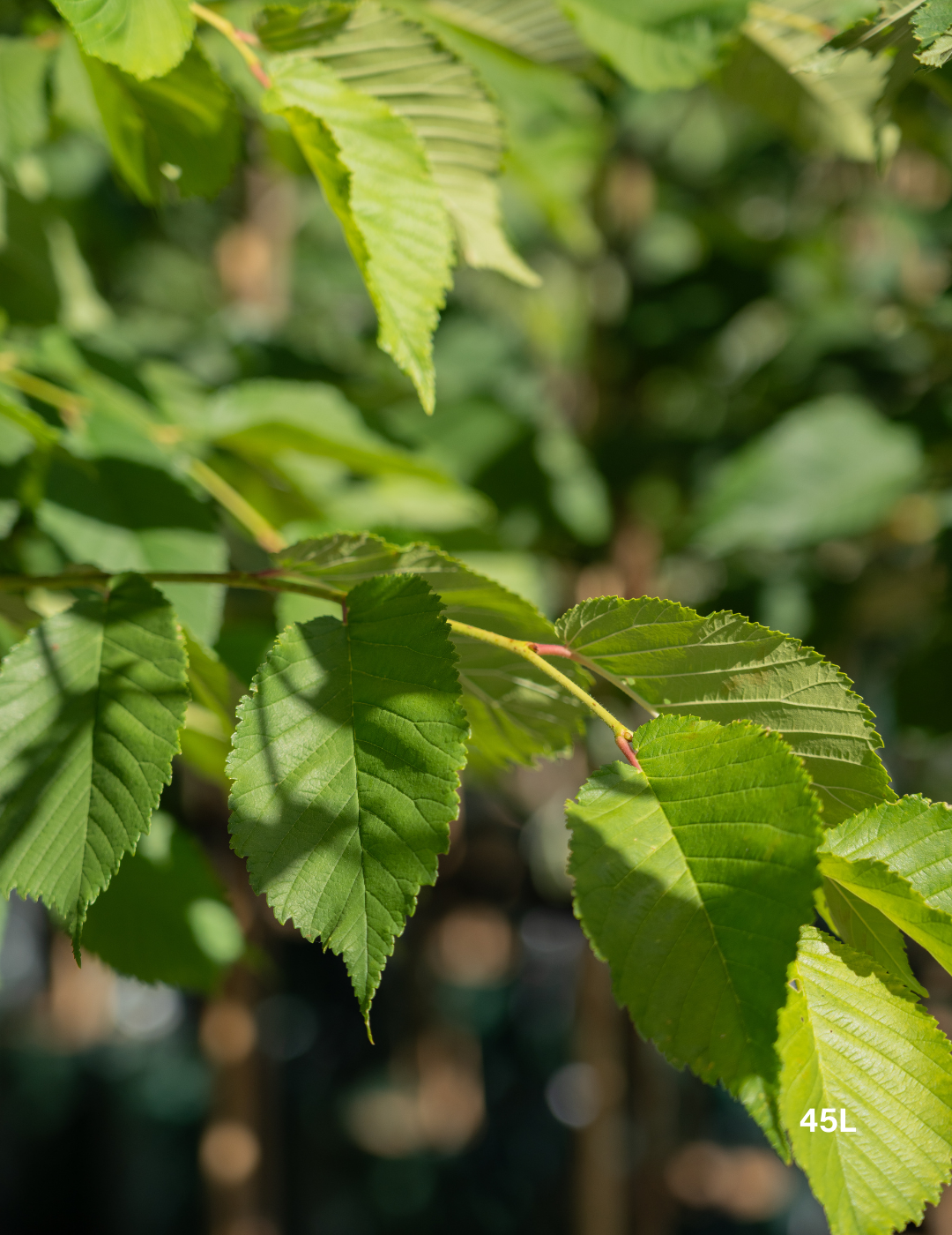 Ulmus procera - English Elm - Evergreen Trees Direct