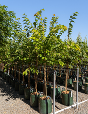 Ulmus procera - English Elm - Evergreen Trees Direct