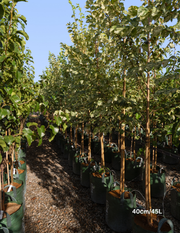 Ulmus minor 'Variegata' (Silver Elm) - Evergreen Trees Direct