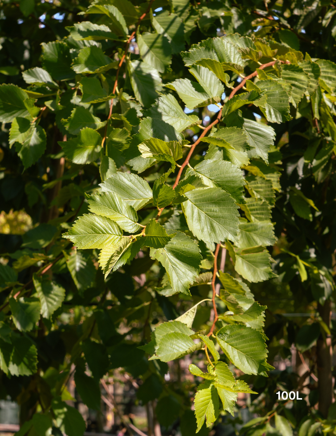 Ulmus americana – American Elm - Evergreen Trees Direct