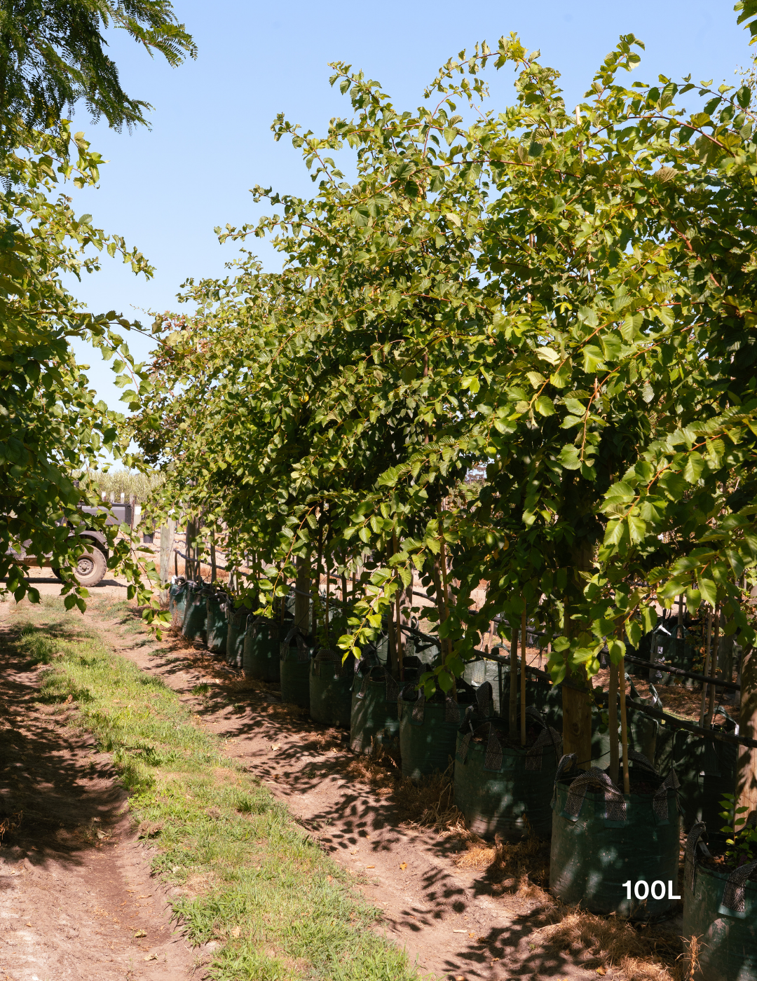 Ulmus americana – American Elm - Evergreen Trees Direct