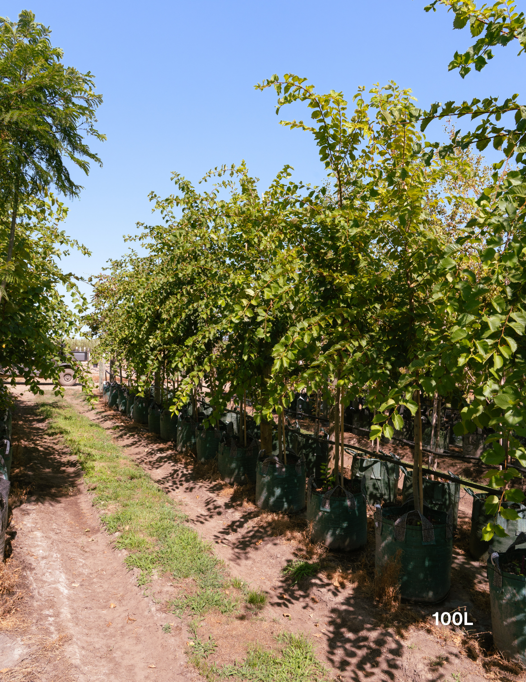 Ulmus americana – American Elm - Evergreen Trees Direct