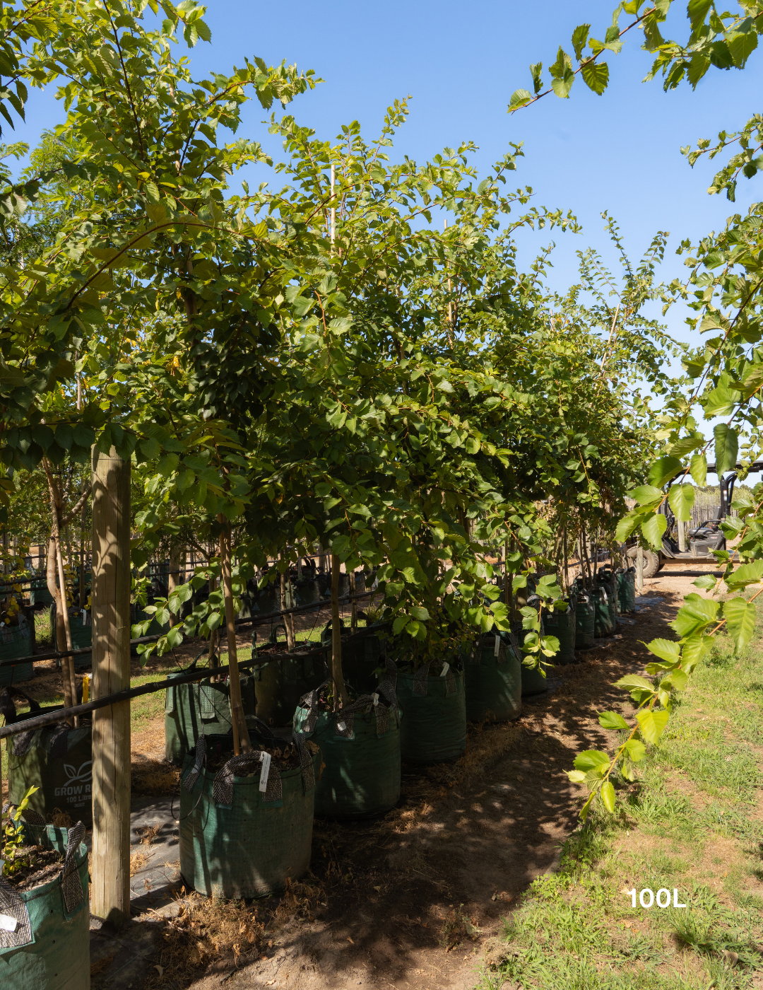 Ulmus americana – American Elm - Evergreen Trees Direct
