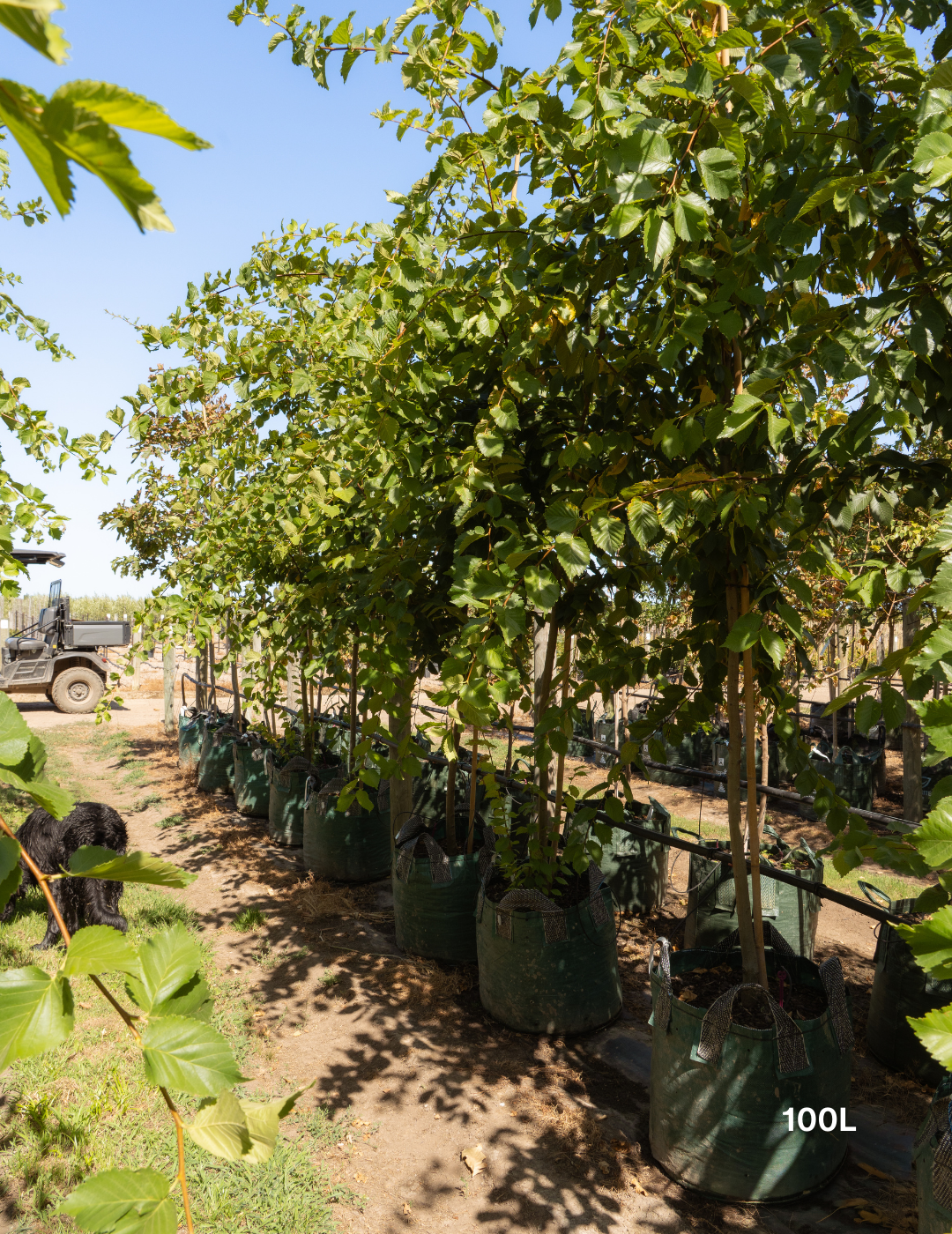 Ulmus americana – American Elm - Evergreen Trees Direct
