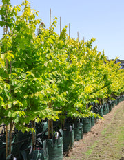 Ulmus glabra 'Lutescens' - Evergreen Trees Direct