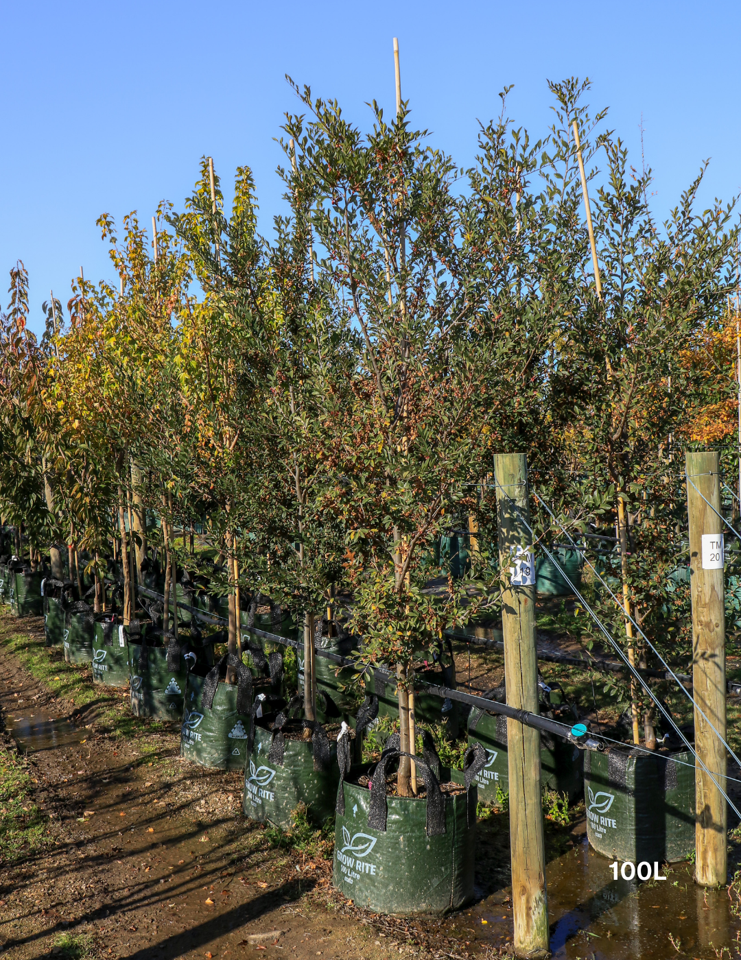 Ulmus parvifolia (Chinese Elm) - Evergreen Trees Direct