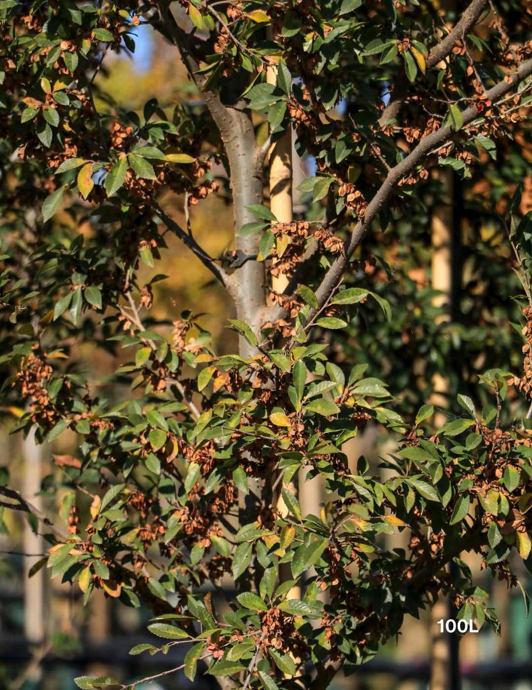Ulmus parvifolia (Chinese Elm) - Evergreen Trees Direct