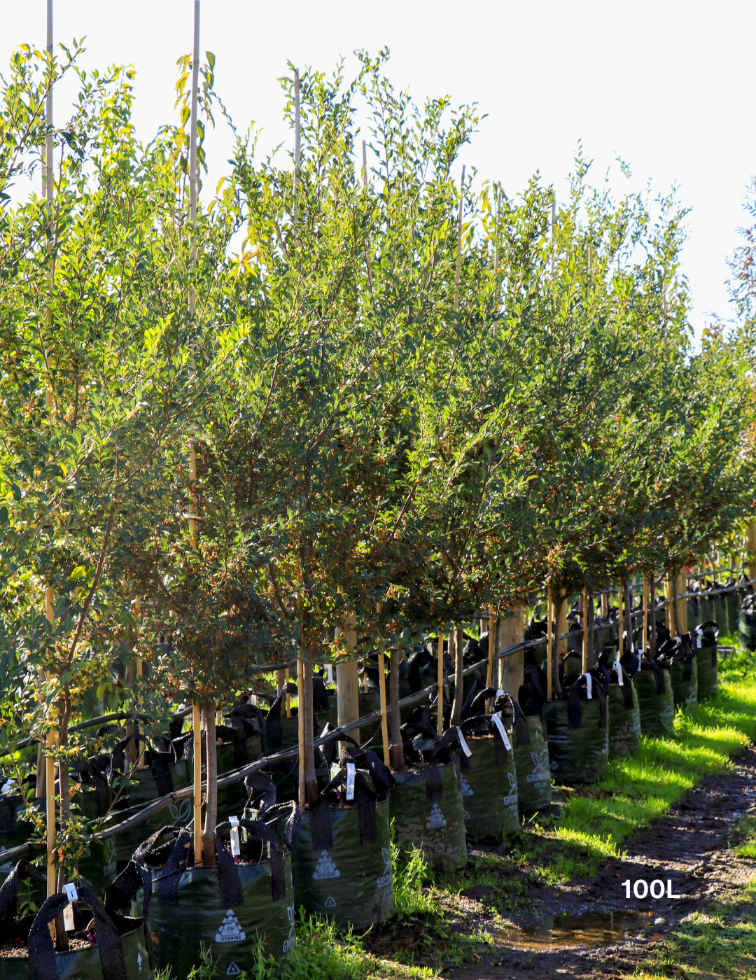 Ulmus parvifolia (Chinese Elm) - Evergreen Trees Direct