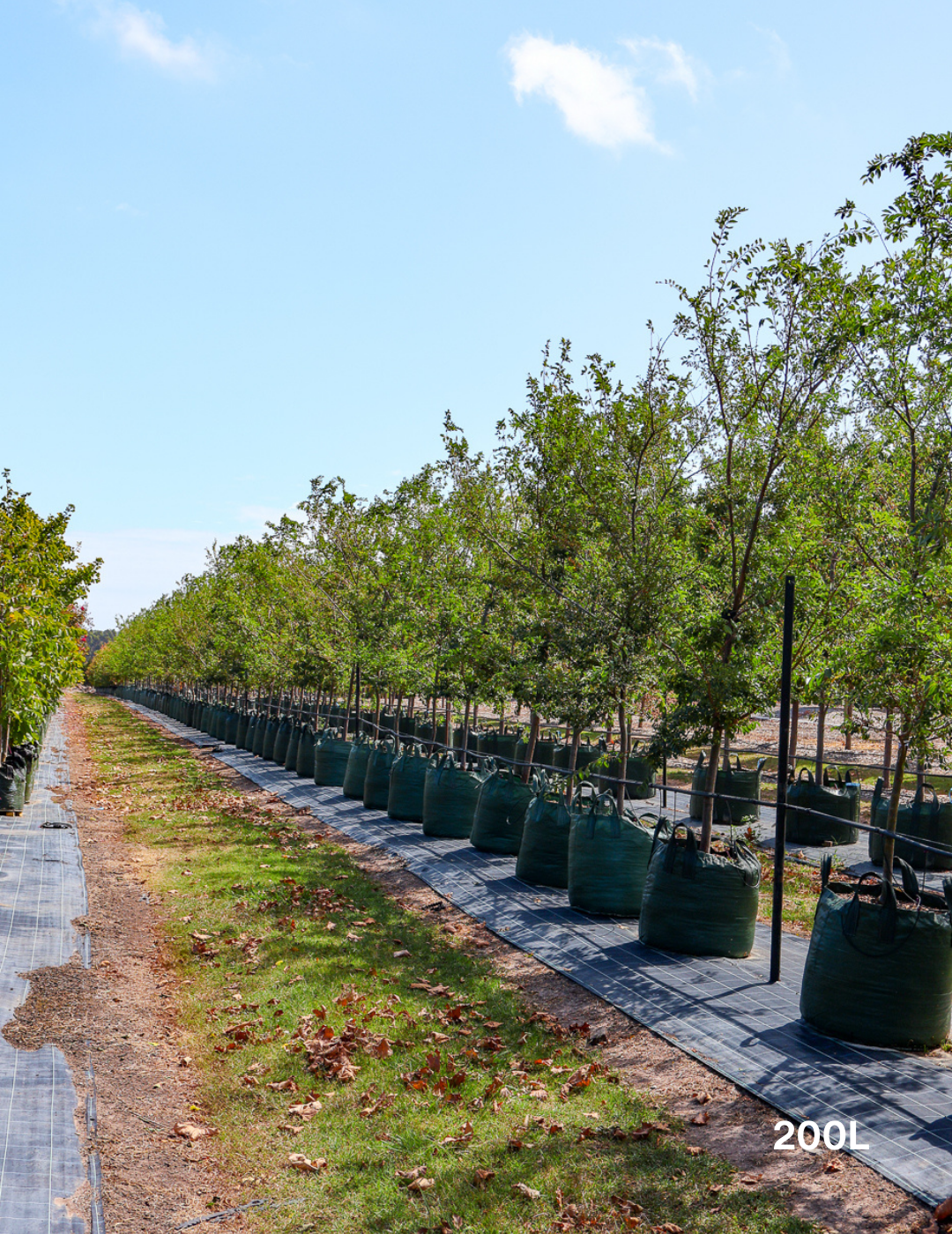 Ulmus parvifolia - Evergreen Trees Direct