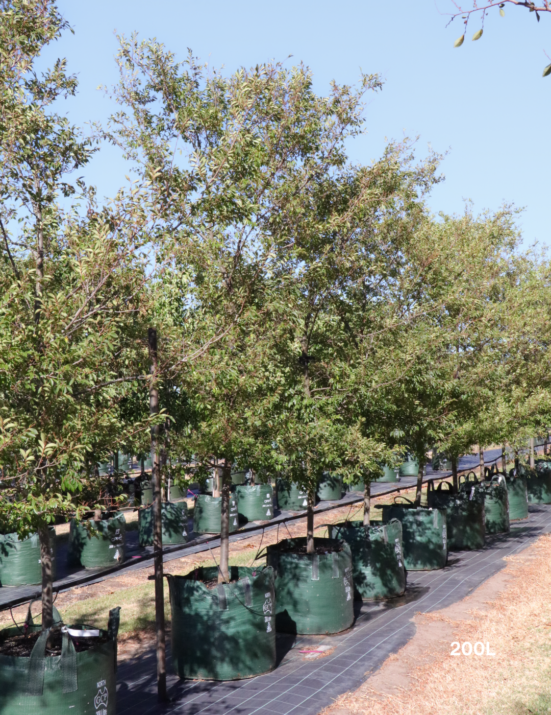 Ulmus parvifolia (Chinese Elm) - Evergreen Trees Direct