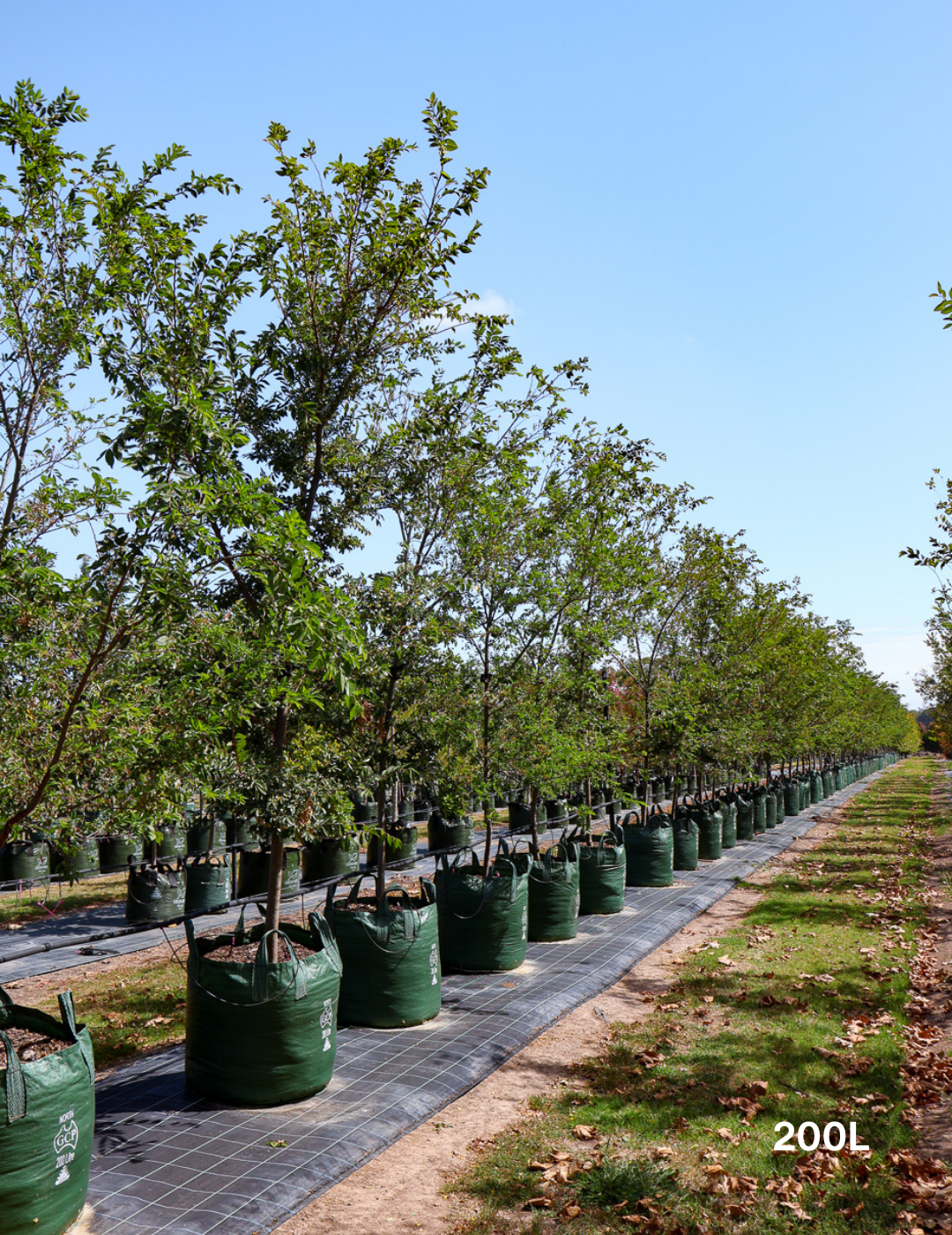 Ulmus parvifolia - Evergreen Trees Direct