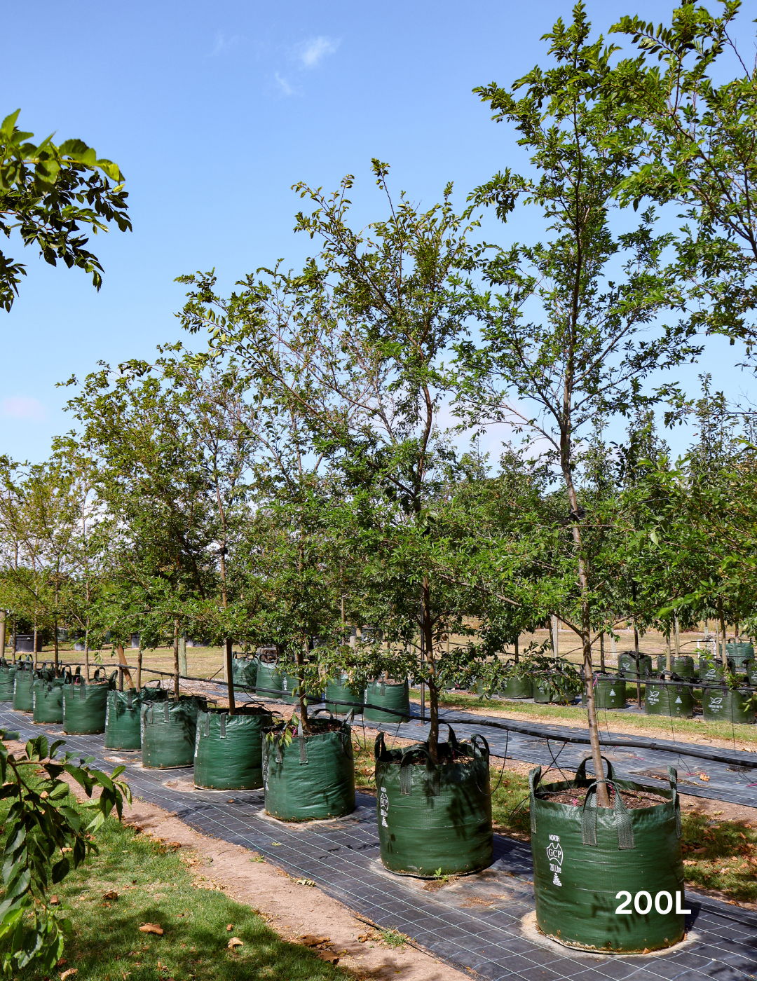 Ulmus parvifolia - Evergreen Trees Direct