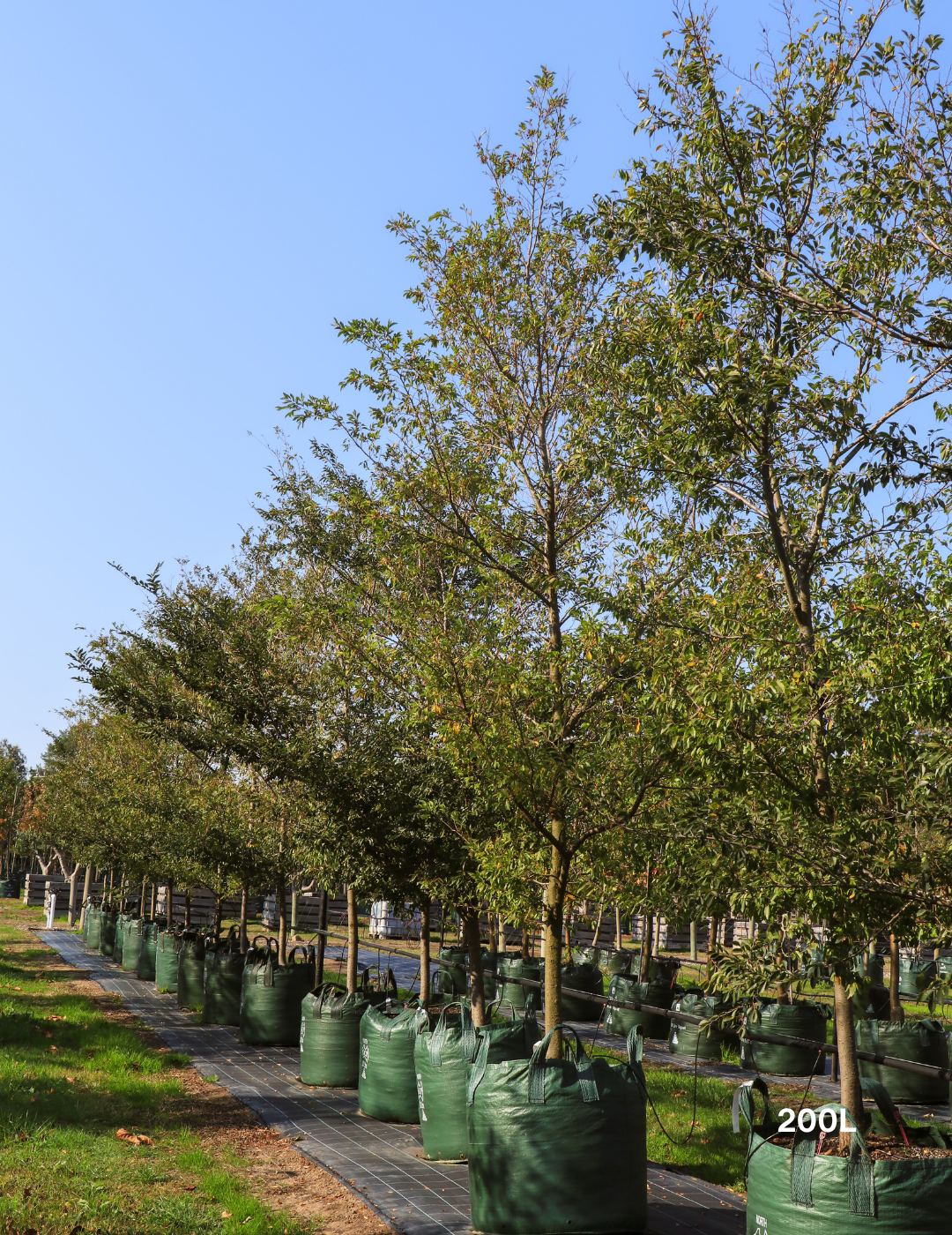 Ulmus parvifolia (Chinese Elm) - Evergreen Trees Direct