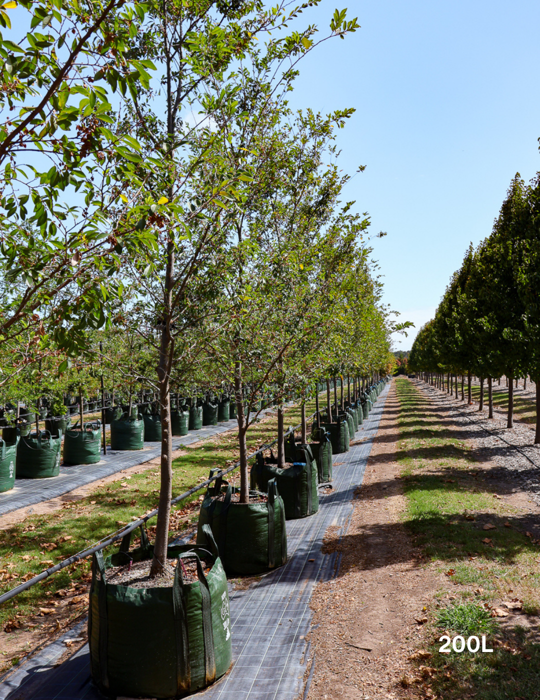 Ulmus parvifolia - Evergreen Trees Direct