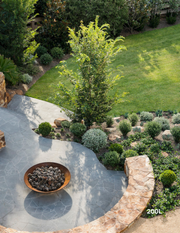 Ulmus parvifolia (Chinese Elm) - Evergreen Trees Direct