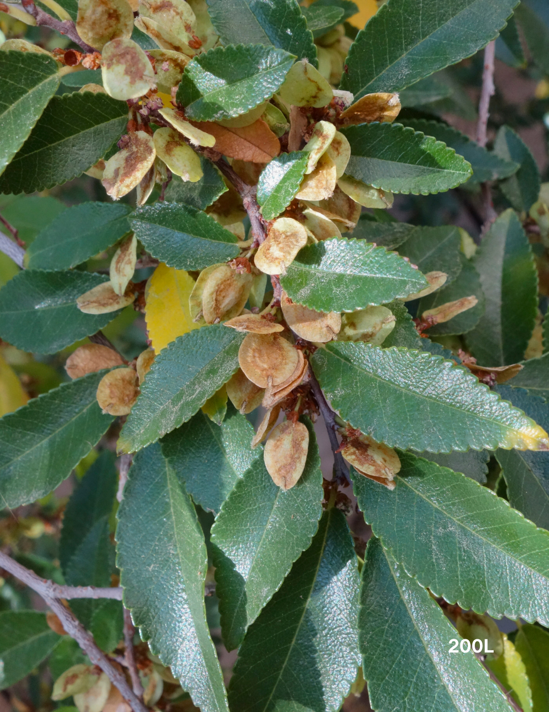 Ulmus parvifolia (Chinese Elm) - Evergreen Trees Direct
