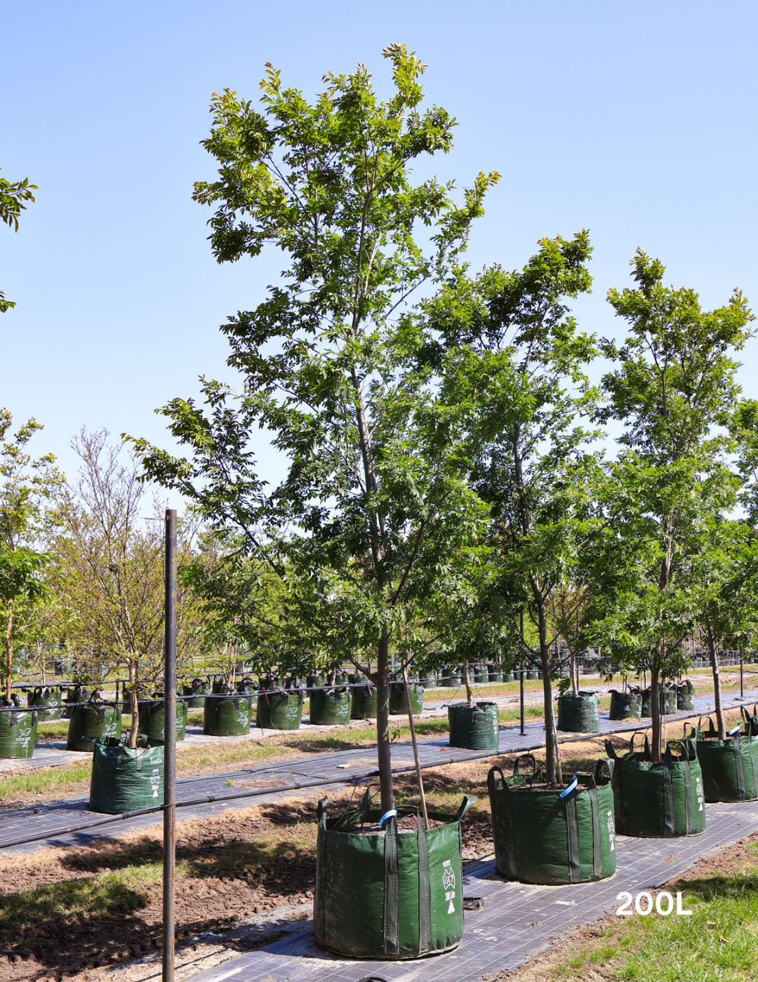 Ulmus parvifolia - Evergreen Trees Direct