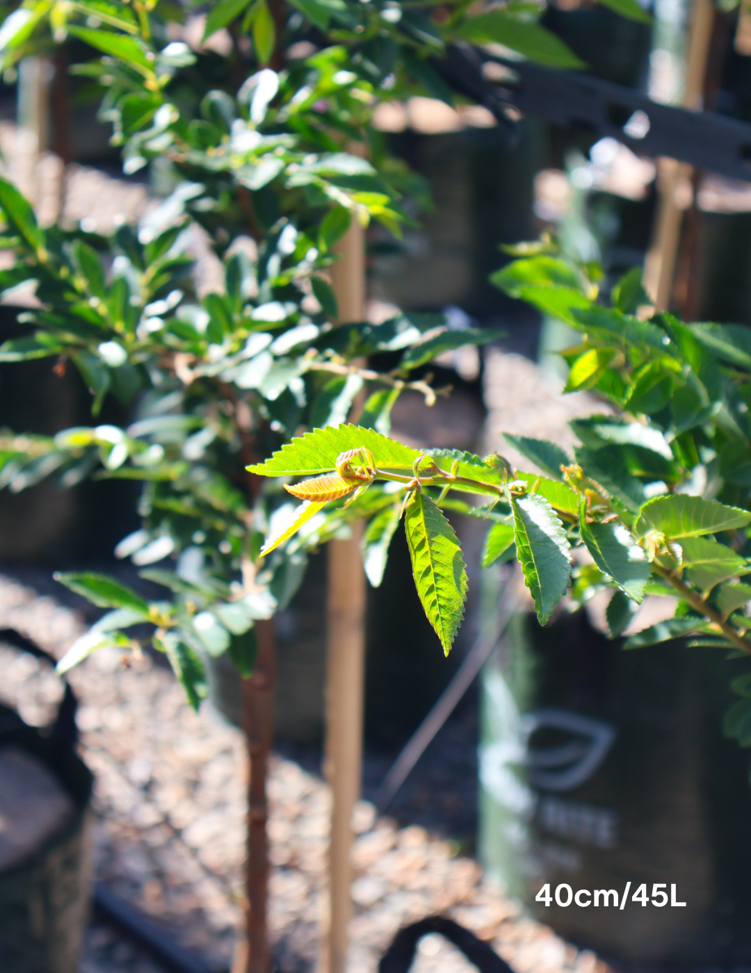 Ulmus parvifolia - Evergreen Trees Direct