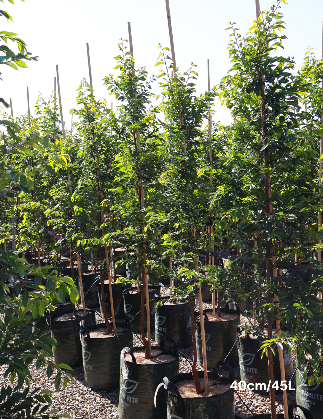 Ulmus parvifolia - Evergreen Trees Direct