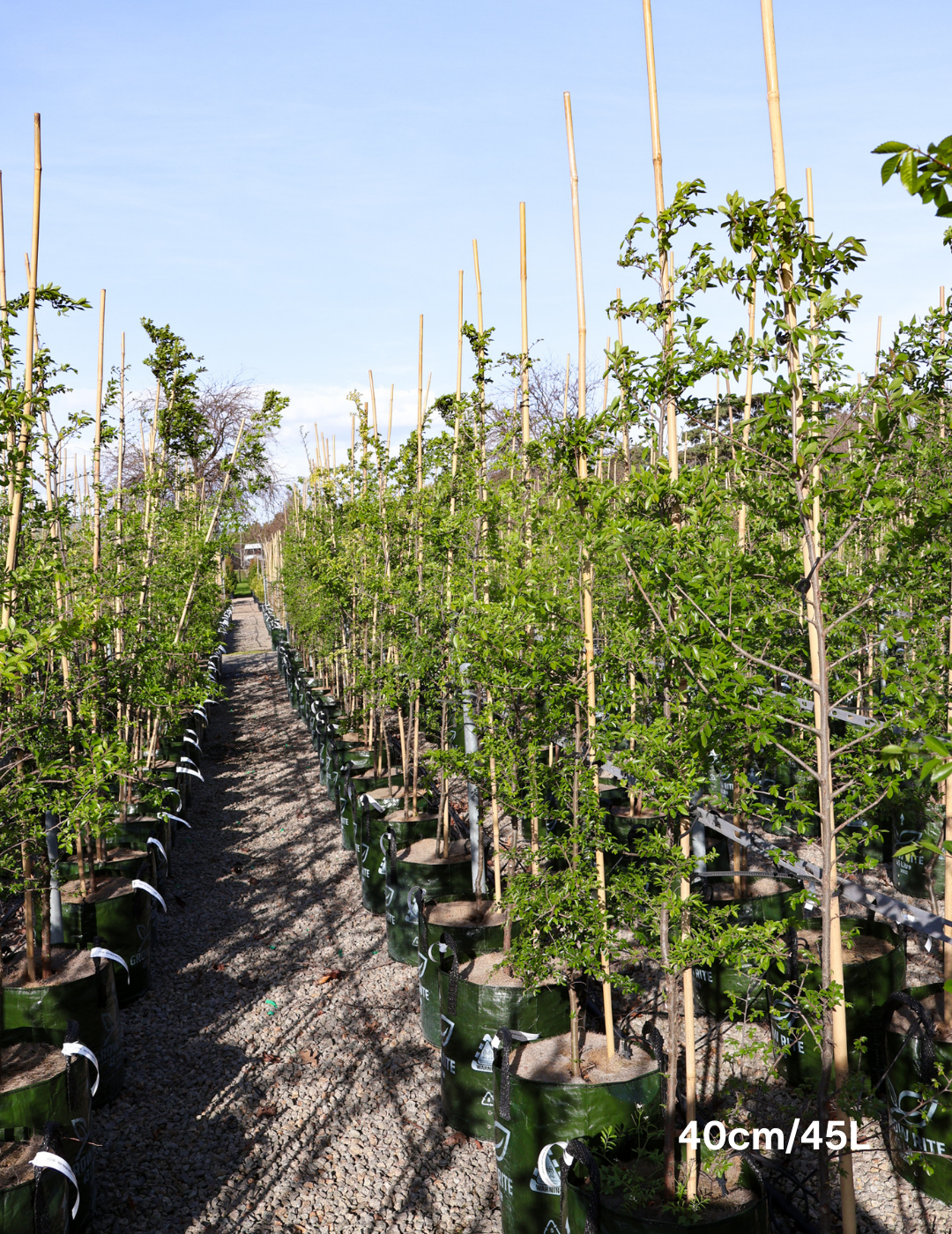 Ulmus parvifolia - Evergreen Trees Direct