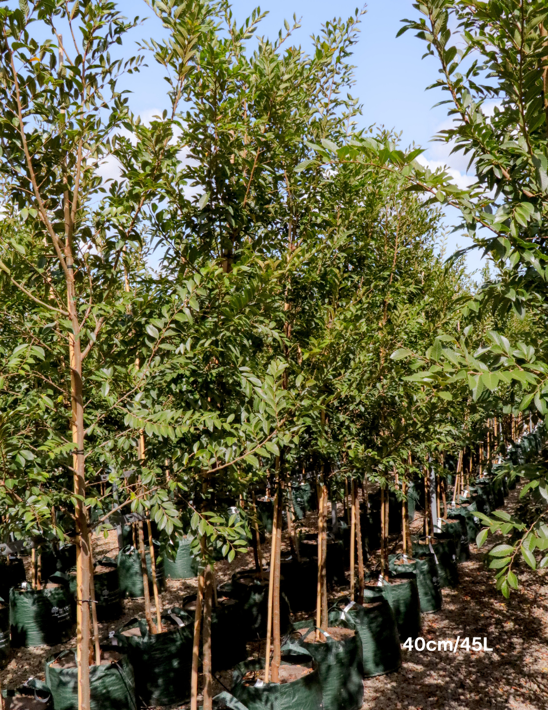 Ulmus parvifolia (Chinese Elm) - Evergreen Trees Direct