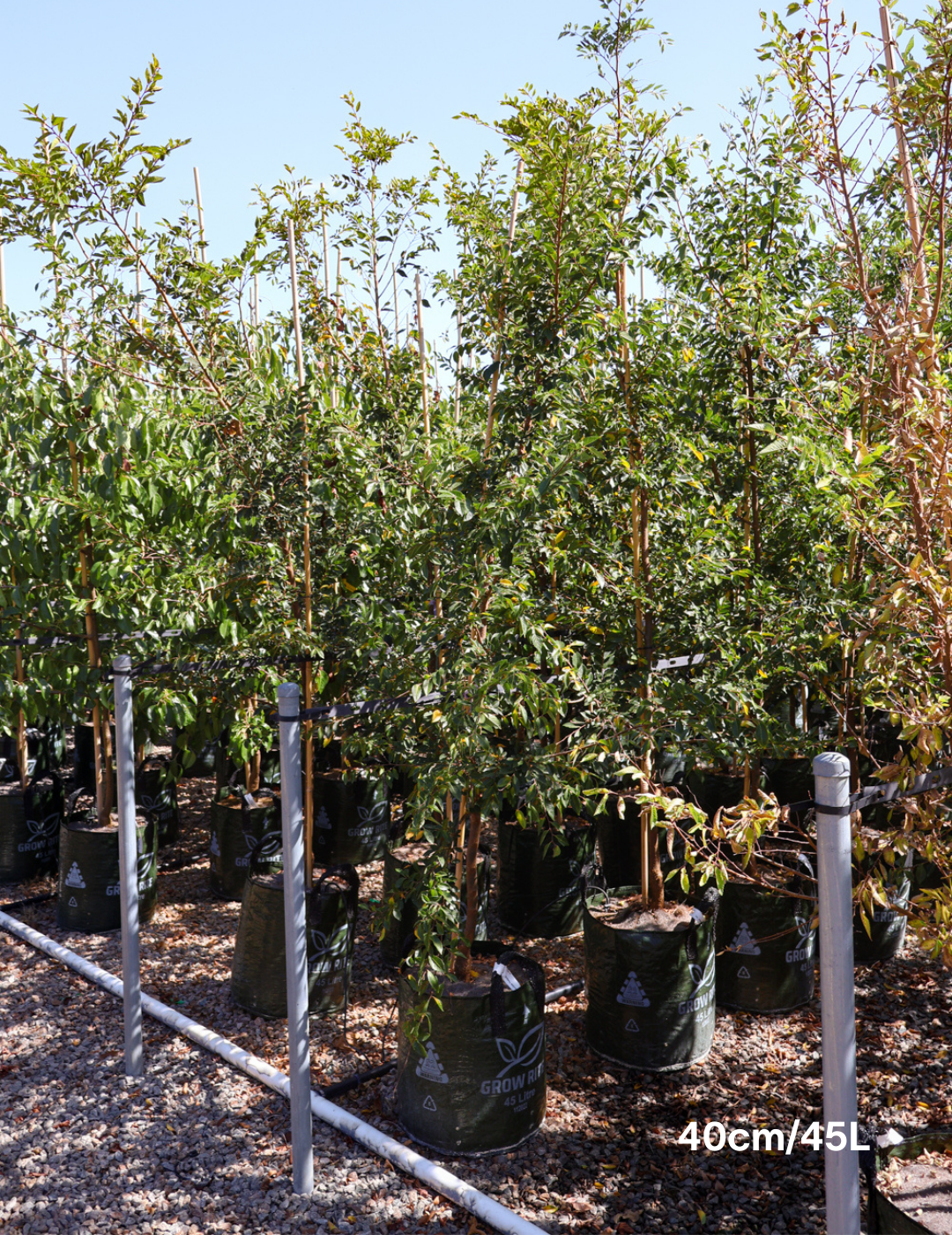 Ulmus parvifolia 'Reflection' - Evergreen Trees Direct