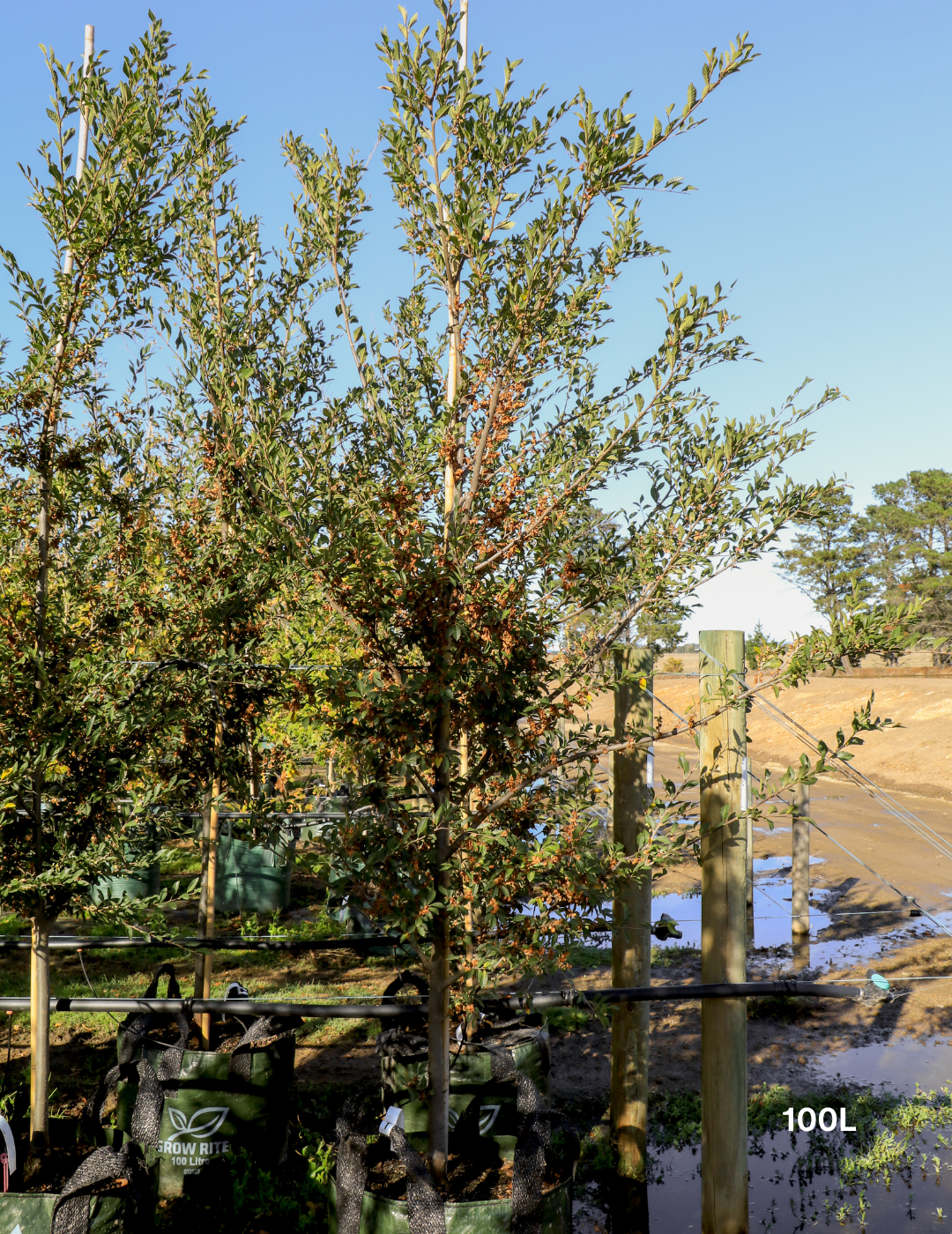 Ulmus parvifolia 'Todd' - Chinese Elm - Evergreen Trees Direct