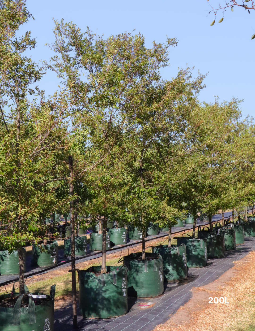 Ulmus parvifolia 'Todd' - Chinese Elm - Evergreen Trees Direct