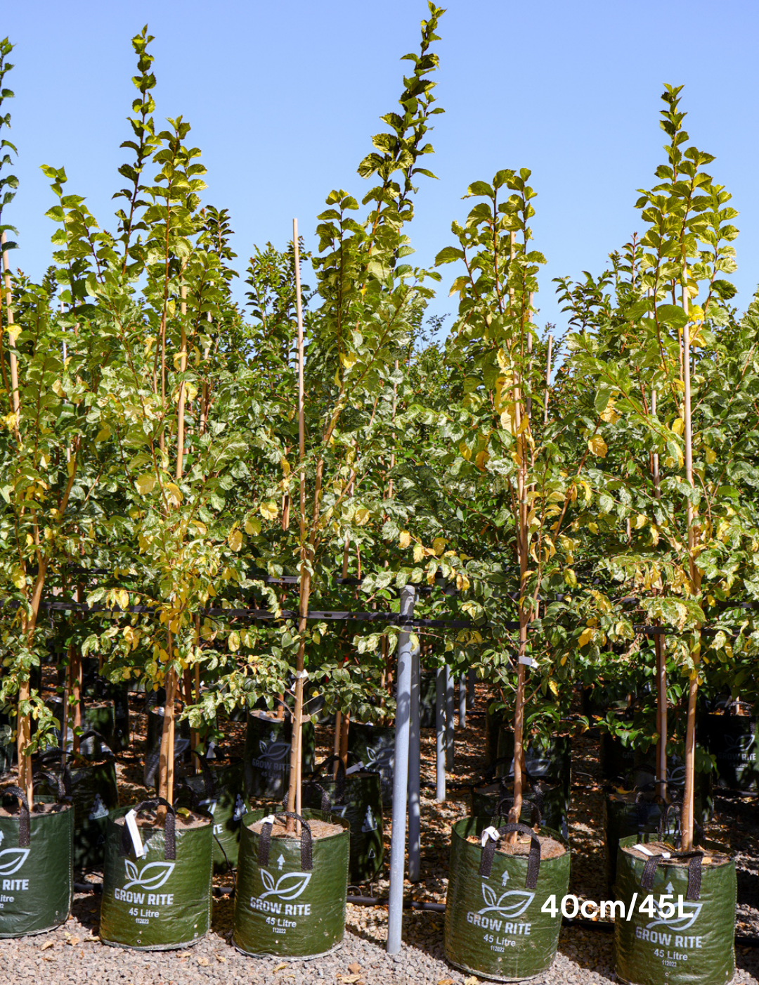 Ulmus minor 'Variegata' (Silver Elm) - Evergreen Trees Direct