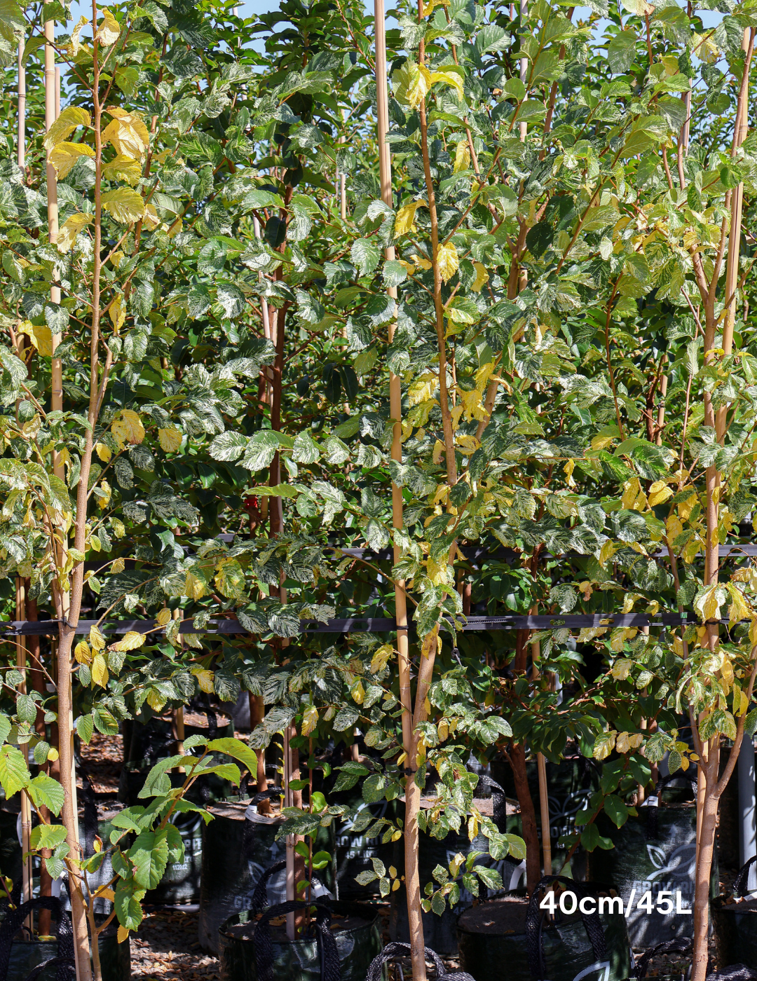 Ulmus minor 'Variegata' (Silver Elm) - Evergreen Trees Direct