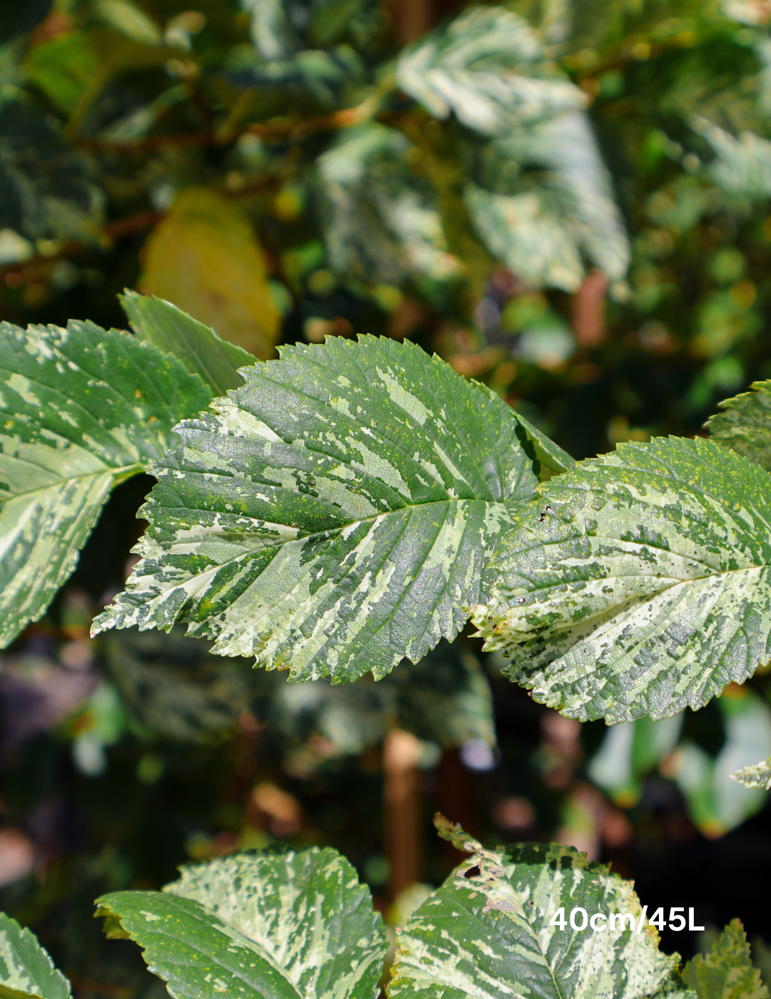 Ulmus minor 'Variegata' (Silver Elm) - Evergreen Trees Direct