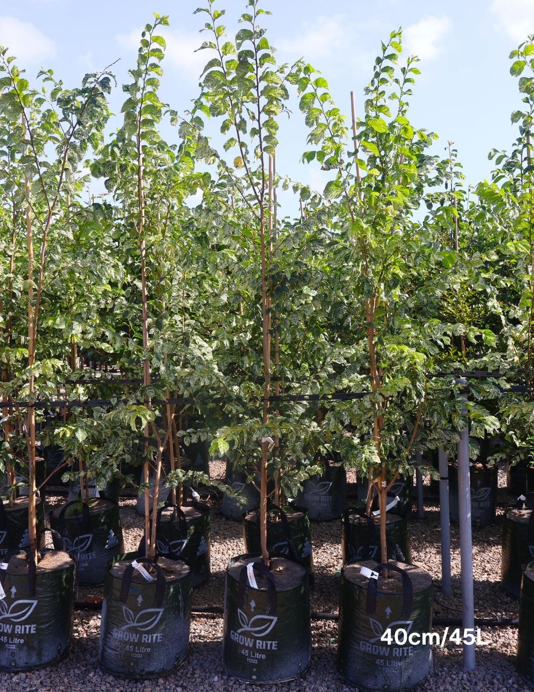 Ulmus minor 'Variegata' (Silver Elm) - Evergreen Trees Direct