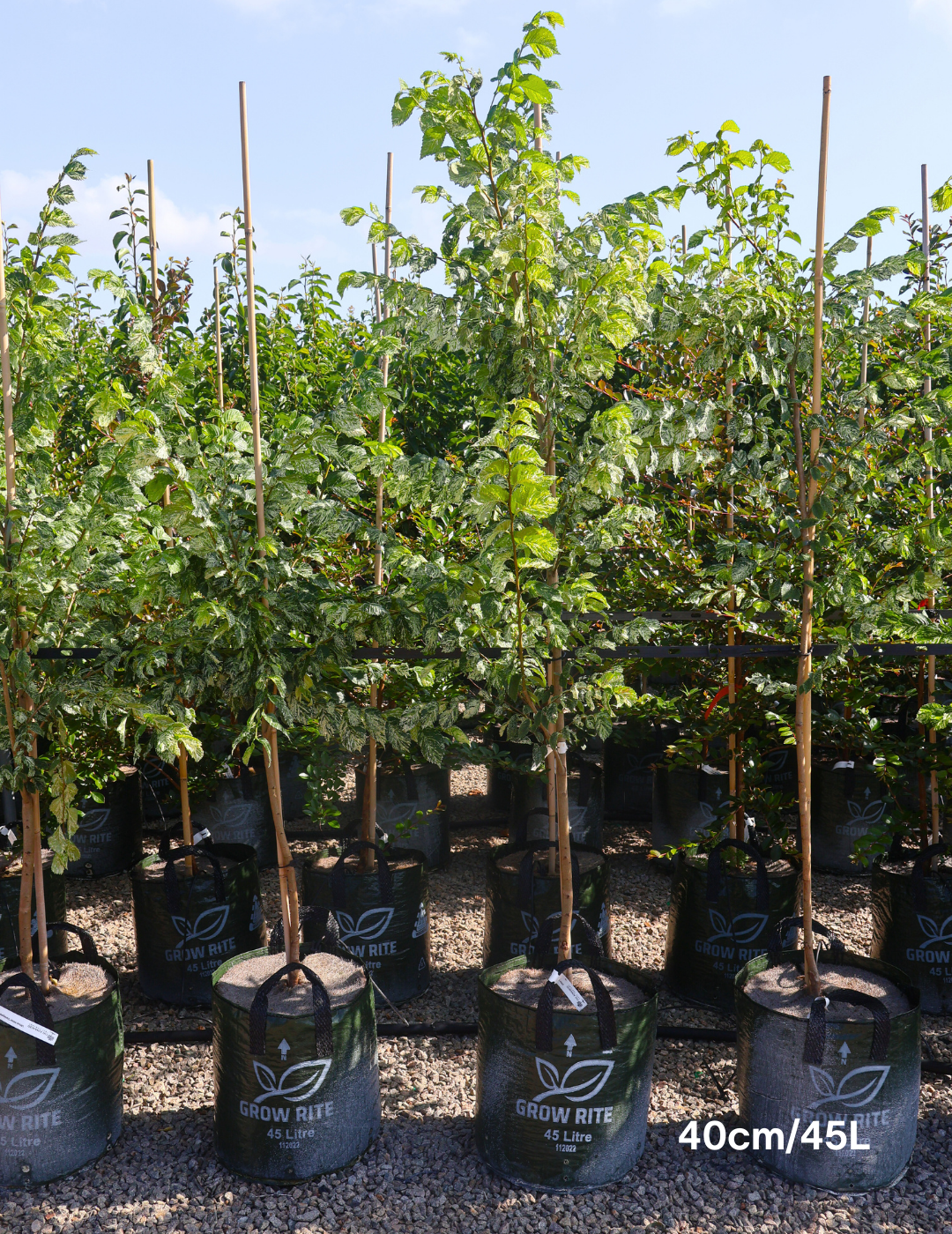 Ulmus minor 'Variegata' (Silver Elm) - Evergreen Trees Direct