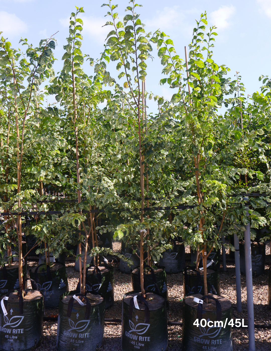 Ulmus minor 'Variegata' (Silver Elm) - Evergreen Trees Direct