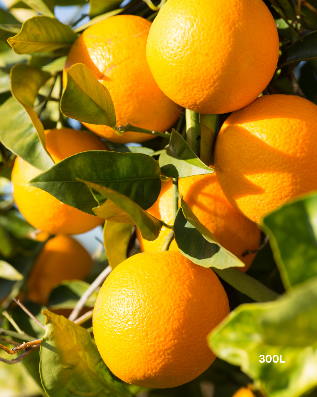 Citrus sinensis 'Valencia' – Valencia Orange